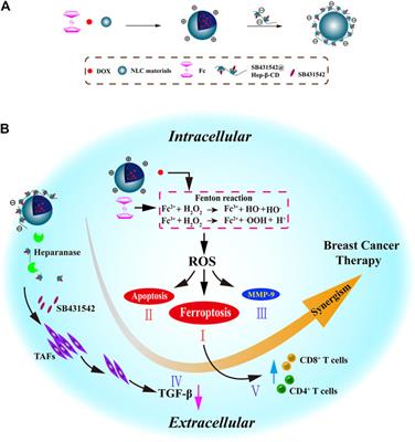 Multifunctional Nanomaterials for Ferroptotic Cancer Therapy